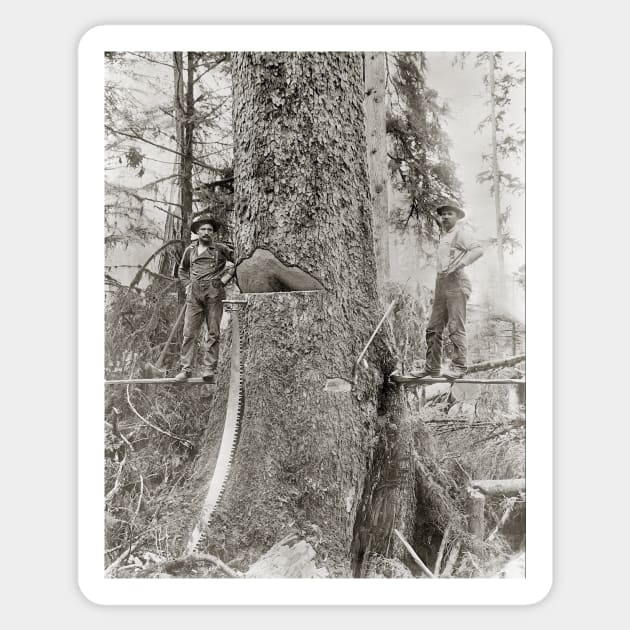 Lumberjacks with Giant Fir, 1905. Vintage Photo Sticker by historyphoto